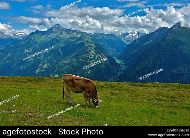 Zillertaler Alpen, Blick vom Wandergebiet Penken bei Mayrhofen zum Stilluptal, Österreich