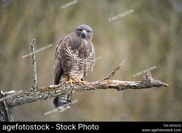 Common Buzzard (Buteo buteo) perched on branch. Moselle, France
