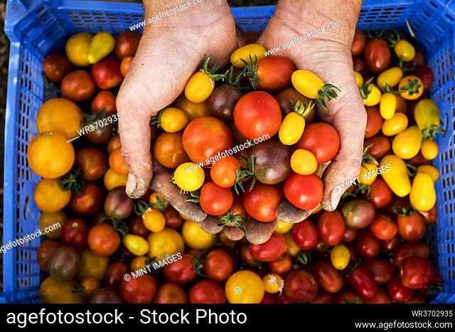 High angle close up of person holding bunch of freshly picked cherry tomatoes