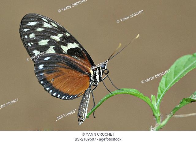 Adult nymphalid of the Heliconius hecale species, picture taken in the butterfly greenhouse, the Yvelines, France. As numerous species of the Heliconius genus