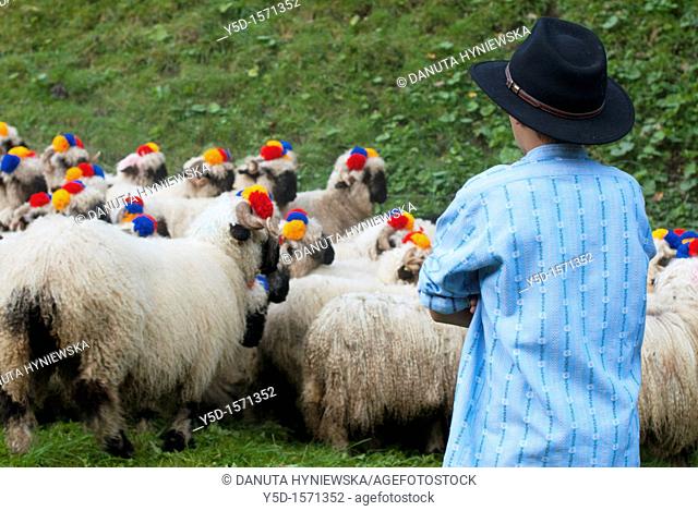 herd of sheep, decorated with flowers, guarded by young boy, Switzerland, Fribourg canton