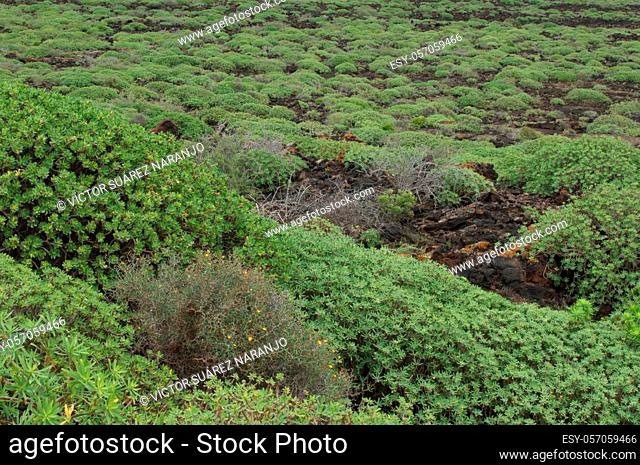 Shrubland of Euphorbia balsamifera. Malpais de La Corona. La Corona Natural Monument. Lanzarote. Canary Islands. Spain