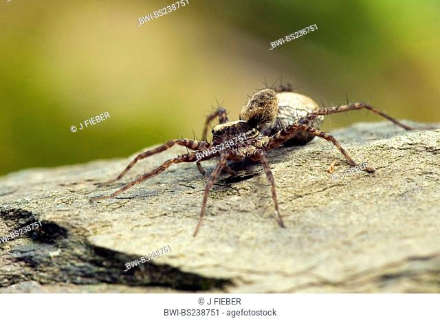 wolf spider, ground spider Pardosa lugubris, sitting on a rock, Germany, Rhineland-Palatinate