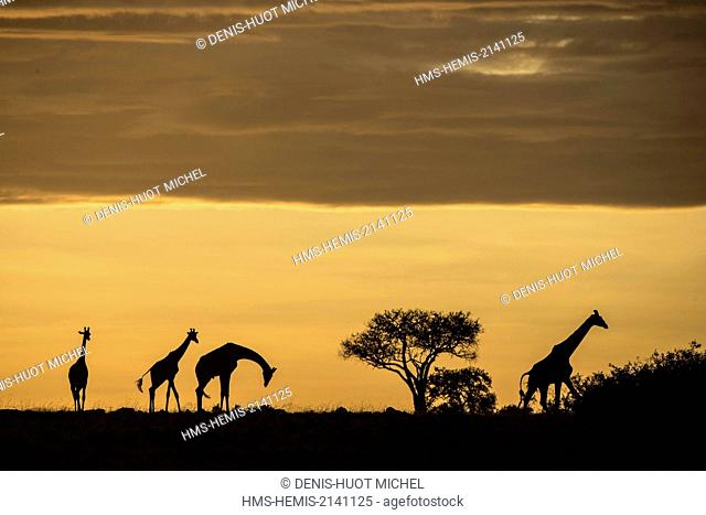 Kenya, Masai Mara Game Reserve, Girafe masai (Giraffa camelopardalis), herd at sunrise