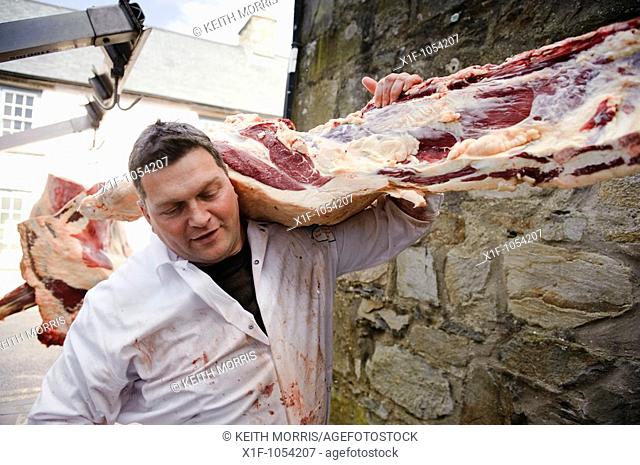 A man delivering a side of locally slaughtered welsh beef to a butchers in Newport Pembrokeshire Wales UK