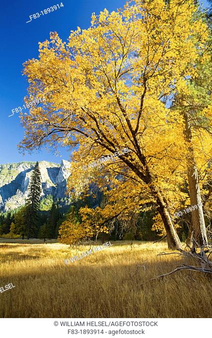 Yosemite Valley, Yosemite National Park, California, USA, El Capitan Meadow, black oak Quercus kelloggii and ponderosa pines Pinus ponderosa, granite cliffs