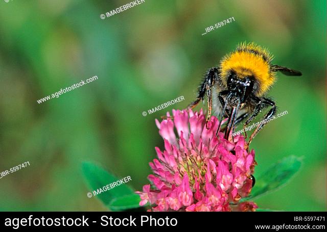 Large Garden Bumblebee (Bombus ruderatus) adult feeding on Red Clover in saltmarsh, Brancaster, Norfolk, England, United Kingdom, Europe