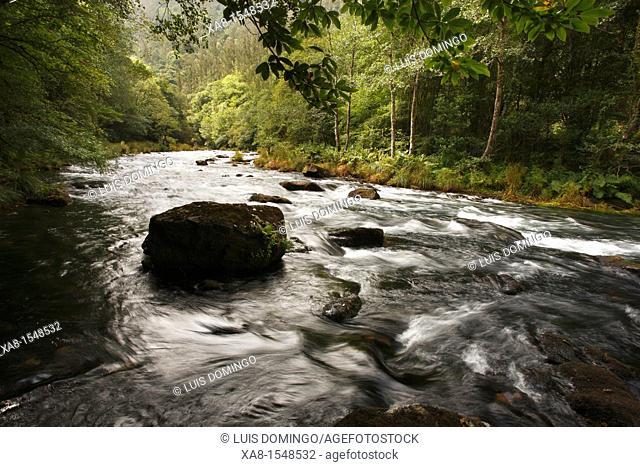 Eume River, Forest in the nature of bridge Deum, Galicia, Spain