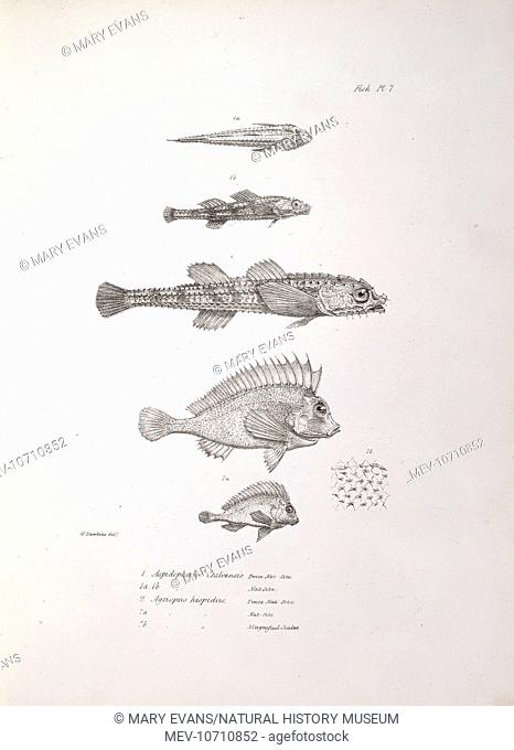 Fish from South American and Tahitian waters including Agonopsis chiloens, found by Charles Darwin in the Chiloe archipelago