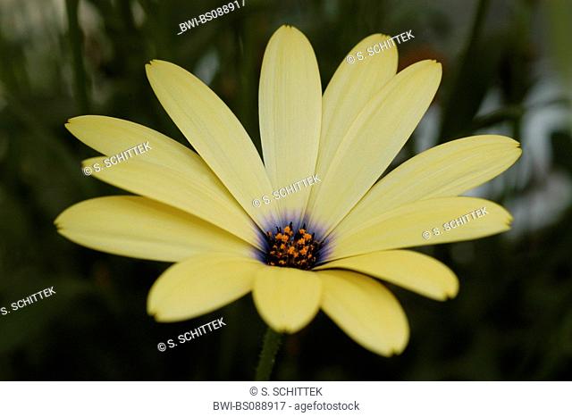 Namaqualand daisy, Cape marigold (Dimorphotheca sinuata), yellow Cape marigoldflower in front of a dark Backround