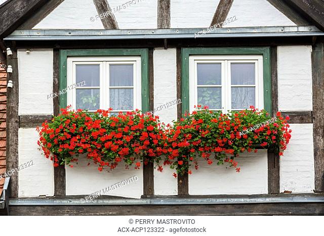 Half-timbered house facade with white and green trimmed windows, red Pelargonium - Geranium flowers in late summer, Warnemunde seaside resort in the district of...