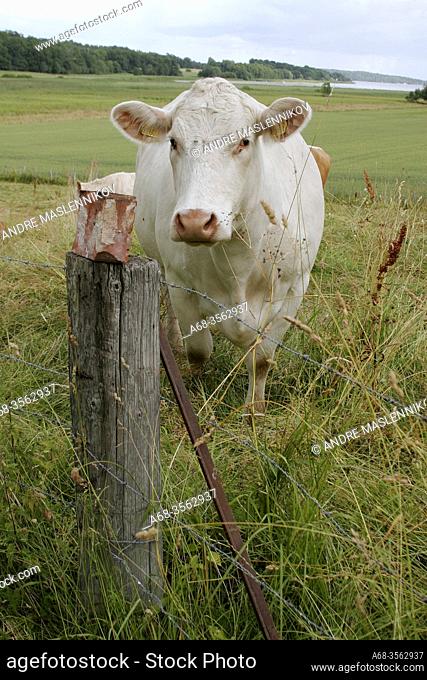 A cow by a mineral stone. Sweden. Photo: André Maslennikov