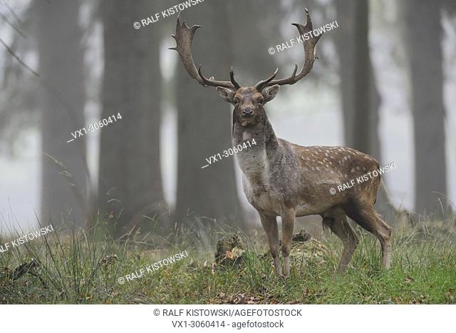 Fallow Deer (Dama dama), strong buck, watching, standing in open woods, foggy October morning, Germany, Europe