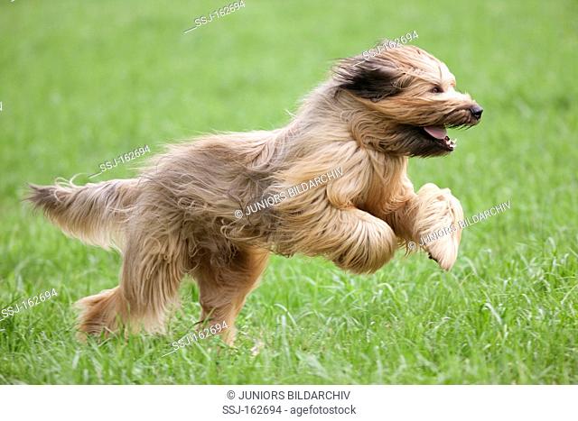 Briard dog - running on meadow