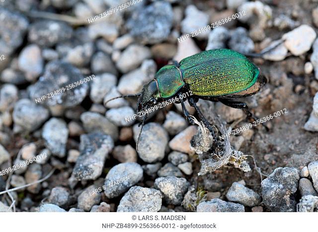 The very rare ground beetle species Callisthenes reticulatum (female) on Stora Alvaret on Öland in Sweden