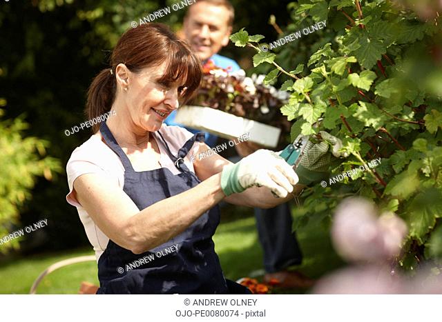 Couple gardening together in backyard