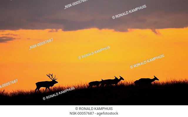 Red Deer (Cervus elaphus) adult buck and hinds silhouette walking in grassland during sunset, The Netherlands, Gelderland, Hoge Veluwe NP