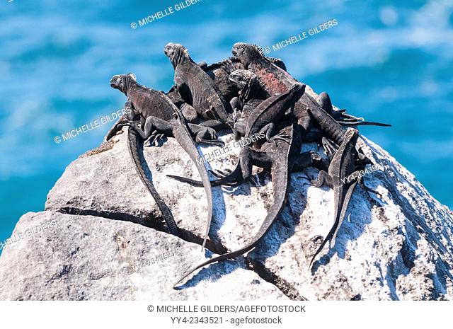 Marine iguana, Amblyrhynchus cristatus venustissimus, Isla Espanola (Hood), Galapagos Islands, Ecuador