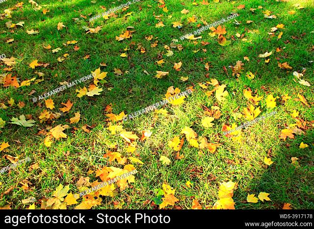 Colorful autumn maple leaves in the park. Dry multicolored leaves on green grass in autumn park. Autumn concept. Season specific