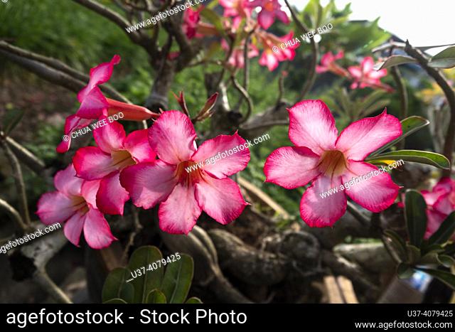 Potted plant flowers in Simanggang, Sarawak, East Malaysia, Borneo. The plants that grow in this area are mainly native to this region