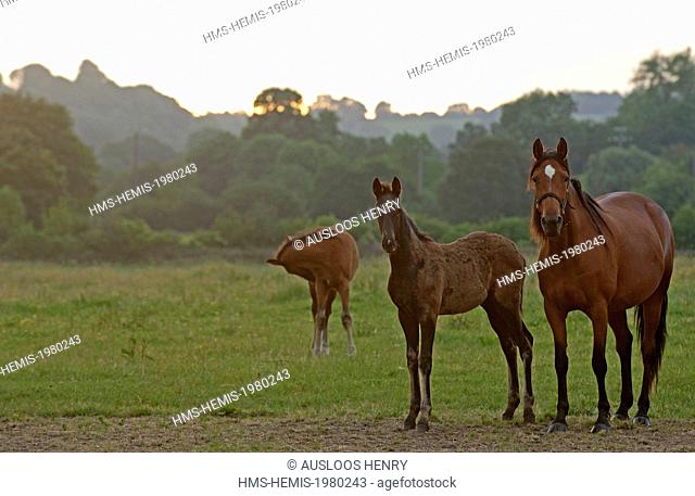 France, French trotter (Equus caballus), mare and foal