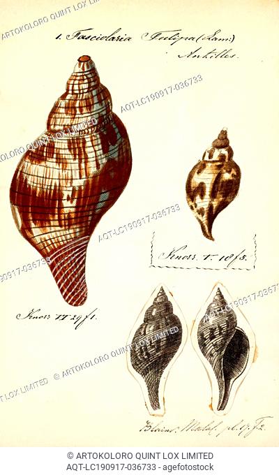 Fasciolaria tulipa, Print, Fasciolaria tulipa, common name the true tulip, is a species of large sea snail, a marine gastropod mollusk in the family...