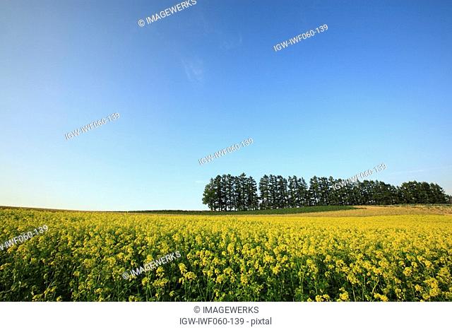 Japan, Hokkaido, Biei, Wildflowers in field