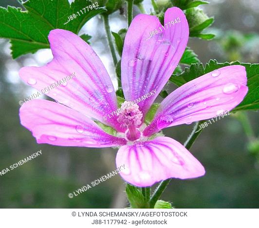 Malva sylvestris flower with rain drops  Mallow, French Hollyhock