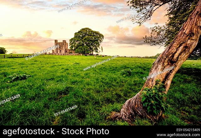Ruins of old, 12th century Bective Abbey, large green trees and grazing cattle on green field. Dramatic sky at sunset. Count Meath, Ireland