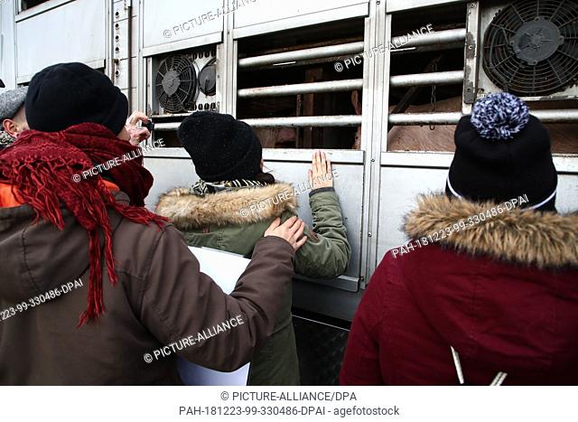 23 December 2018, Thuringia, Altenburg: Activists stop an animal transport in front of a slaughterhouse and say goodbye to the animals