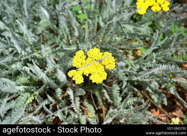Achillea clypeolata is a perennial herb endemic to Bulgaria and Romania. Flowering plant