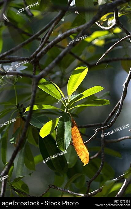 Tree leaves at Botanical Garden, Kuching, Sarawak, East Malaysia, Borneo. The Botanical Garden in Kuching, Sarawak, East Malaysia is home to over 6