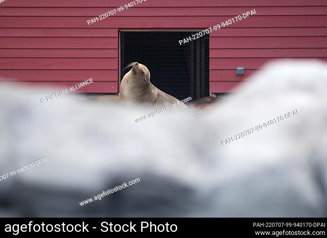 07 July 2022, Lower Saxony, Osnabrück: A California sea lion can be seen in its new enclosure at Osnabrück Zoo. The zoo opens the new ""Water Worlds"" facility...