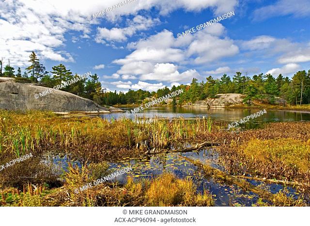 Wetland in autumn Grundy Lake Provincial Park Ontario Canada