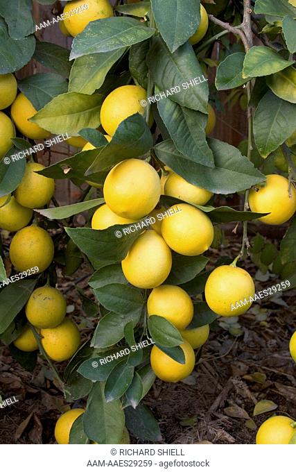 Meyer Improved Lemon, Citrus hybrid, Dwarf