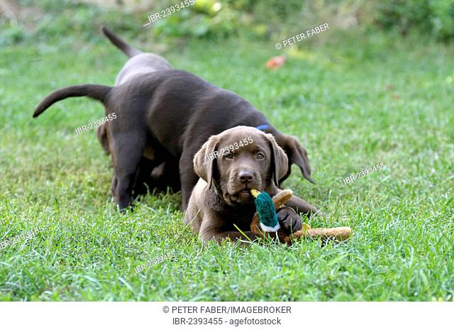 Brown Labrador Retriever puppy lying on a meadow with a duck plush toy in its mouth