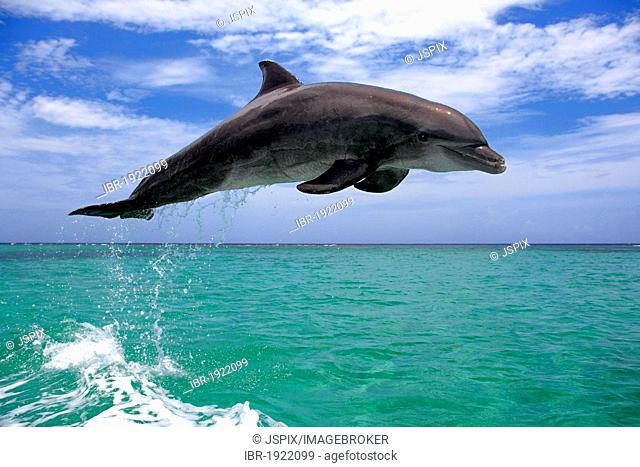 Bottlenose Dolphin (Tursiops truncatus), adult, jumping out of the sea, Roatan, Honduras, Caribbean, Central America, Latin America