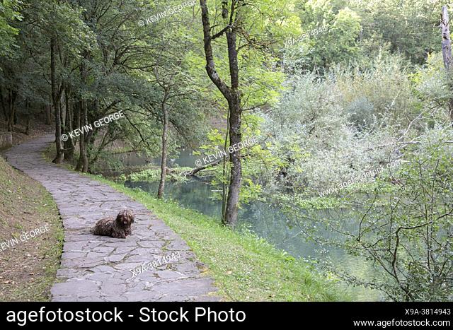 Footpath and Dog at Birthplace of Ebro River, Fontibre, Reinosa, Cantabria, Spain