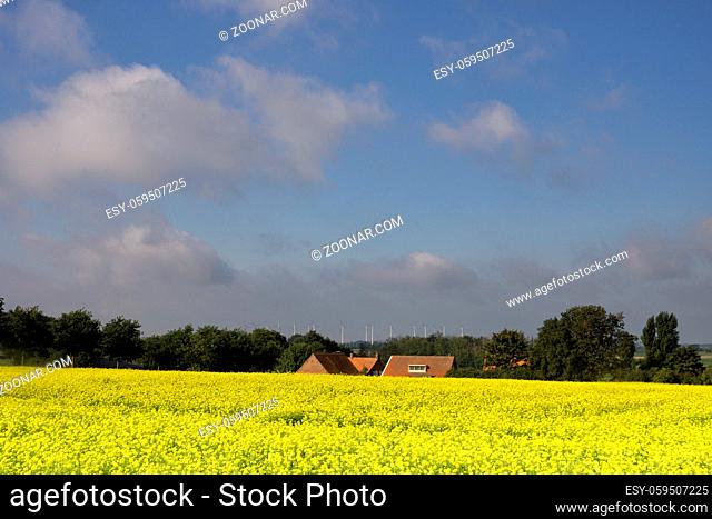 View over a field with rapeseed towards a small village in the Dutch province Noord-Brabant
