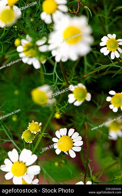 Daisy flowers blooming herbs in summer closeup background