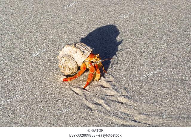 Hermit crabs (Coenobita sp.) protect themselves by using empty shells of molluscs Common for Indo-Pasific region