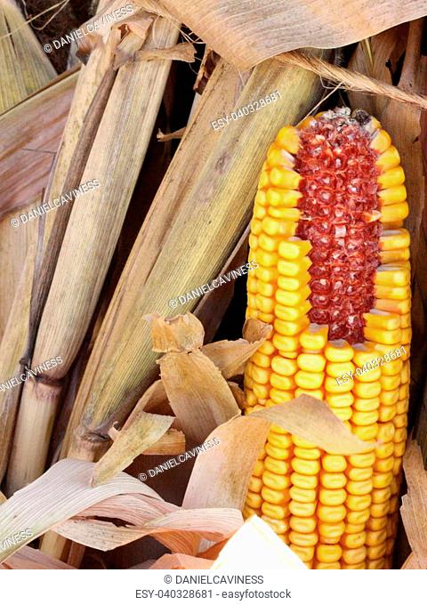Corn in a bundle of stalks