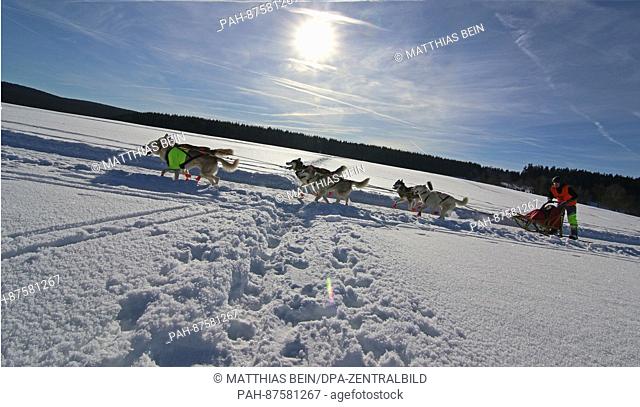 A musher rides with sled dogs in Benneckenstein, Germany, 28 January 2017. The 25th Sled Dog Race is taking place in the Harz mountain town