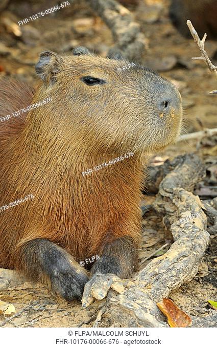 Capybara Hydrochaerus hydrochaeris adult, resting, Pantanal, Mato Grosso, Brazil
