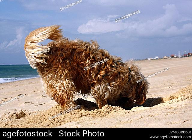Long yellow and brown fur domestic dog digging a hole on the sand
