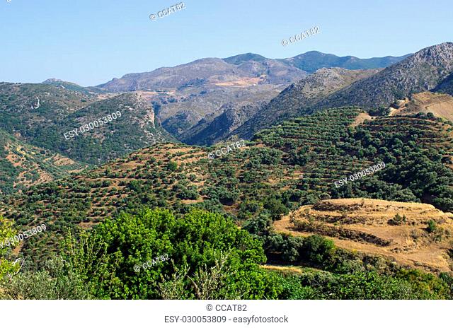 Olives plantation on Crete - Greece