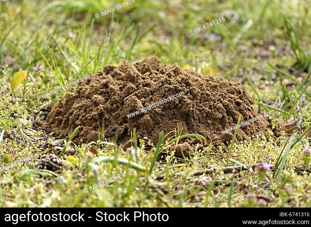 Mole mound in a meadow, Baden-Württemberg, Germany, Europe
