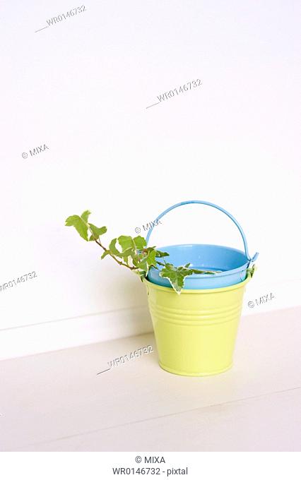 Bucket and Ivy leaf