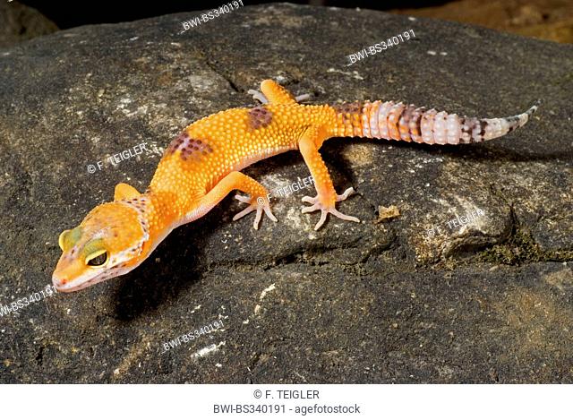 Leopard gecko (Eublepharis macularius), breed High Yellow on a stone