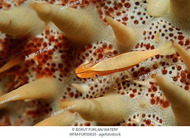Commensal Shrimp on Crown-of-Thorns Starfish, Periclimenes soror, Acanthaster planci, Alor, Lesser Sunda Islands, Indo-Pacific, Indonesia